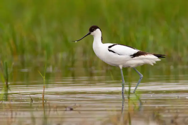 Pied avocet, recurvirostra avosetta, walking in wetland in springtime nature. Little bird with long legs and curved beak wading in flood. White feathered animal with brown stripes moving in swamp.
