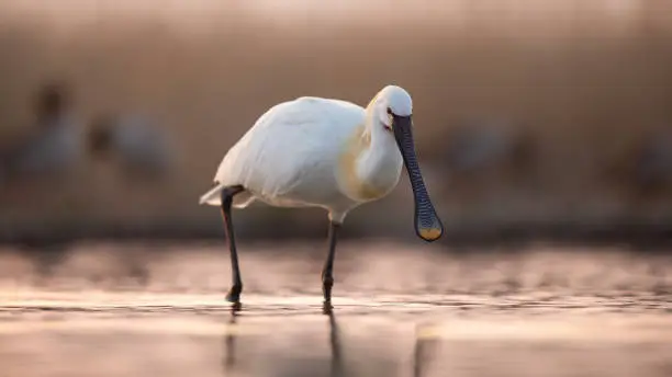 Photo of Eurasian spoonbill walking in water in spring sunset