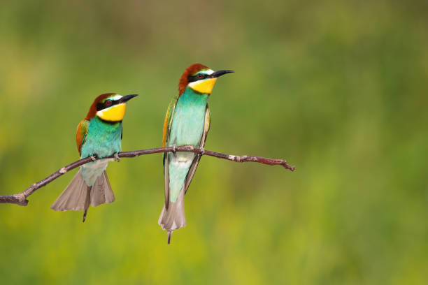 istock Two european bee-eater looking on branch with copy space 1316059510