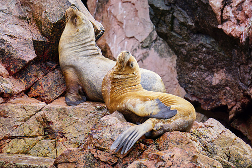 Sea lions in Ballestas islands nature reserve, Peru