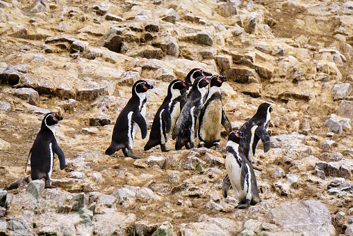 One wild king penguin (Aptenodytes patagonicus) walking through a gentoo penguin rookery,