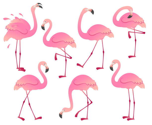Set of cartoon pink flamingos Set of cartoon pink flamingos in different poses. Vector illustration on a white background. flamingo stock illustrations