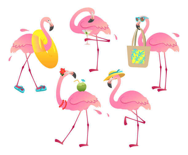 Funny flamingo character set Funny flamingo character chilling on a beach isolated on a white background. cartoon of bird with glasses stock illustrations