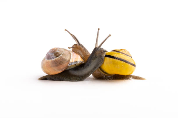 istock Two Regulair garden snails hugging each other. On a white background. 1316060197