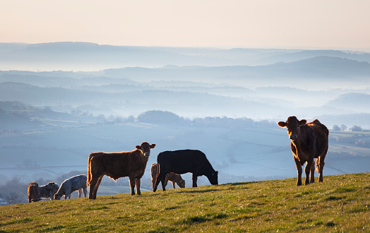 Cows and misty rolling hills in the Brecon Beacons national park, Wales