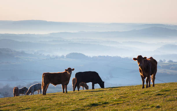 Cows on Welsh hills Cows and misty rolling hills in the Brecon Beacons national park, Wales wales mountain mountain range hill stock pictures, royalty-free photos & images