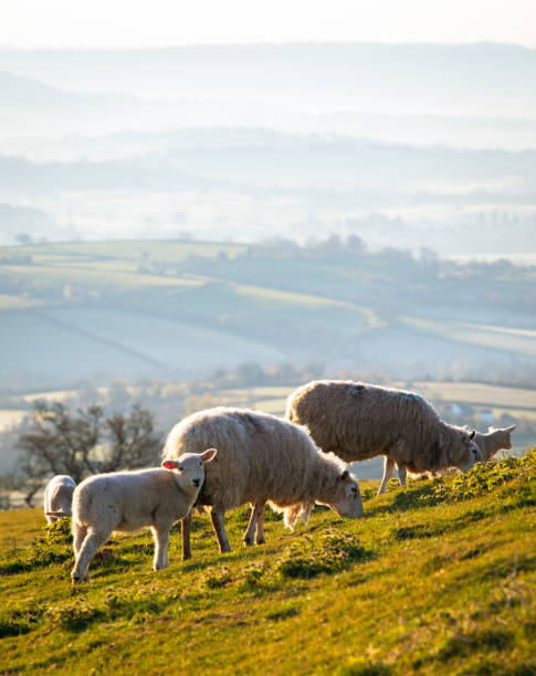 웨일스 언덕에 양 - sheep grazing vertical photography 뉴스 사진 이미지