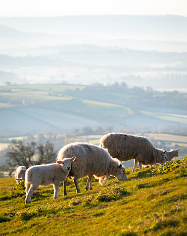 Sheep and misty rolling hills in the Brecon Beacons national park, Wales