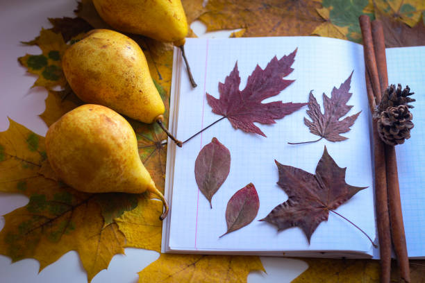 The autumn theme is back to school. The yellowed leaves lie on a notebook. The autumn theme is back to school. The yellowed leaves lie on a notebook. birch gold group review rankings stock pictures, royalty-free photos & images