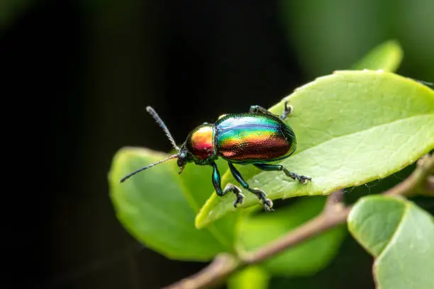 Trypocopris vernalis, Poland, Krynica Morska