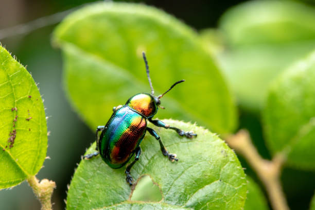 istock Trypocopris vernalis, Poland, Krynica Morska 1316062968