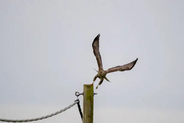 Powerful British bird of prey taking flight form a telegraph pole on a background of grey on a misty morning in Somerset