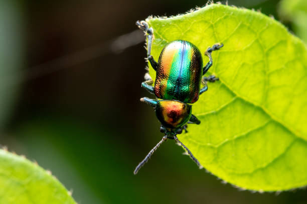 istock Trypocopris vernalis, Poland, Krynica Morska 1316062999