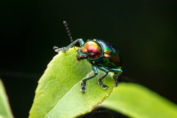 istock Trypocopris vernalis, Poland, Krynica Morska 1316063043