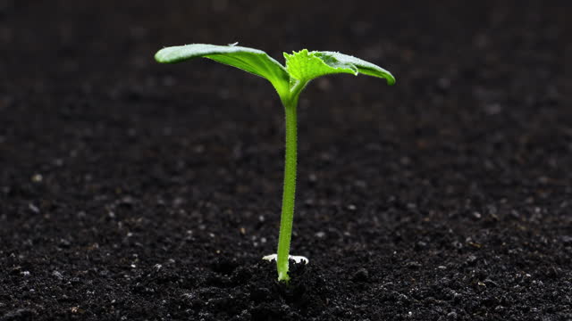 567,216 Plant Growing Stock Videos and Royalty-Free Footage - iStock | Plant  growing icon, Plant, Growth