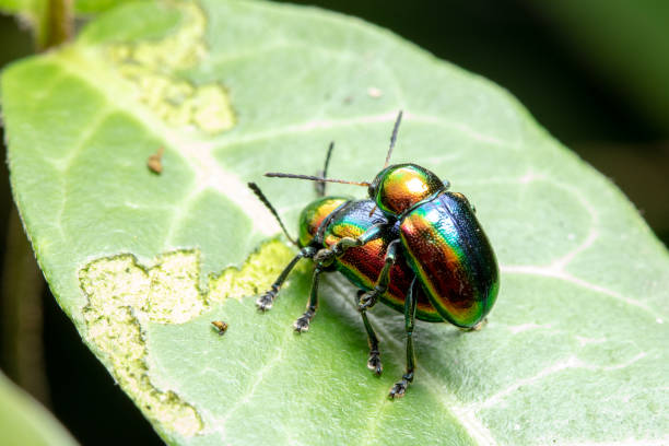 istock Trypocopris vernalis, Poland, Krynica Morska 1316063733