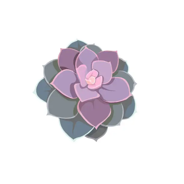 Vector illustration of Isolated oil painted Echeveria Pearl von Nurnberg in Flat design style, vector Succulent Echeveria on white isolated background, concept of Botany and Indoors, House Plants and Window Gardening.