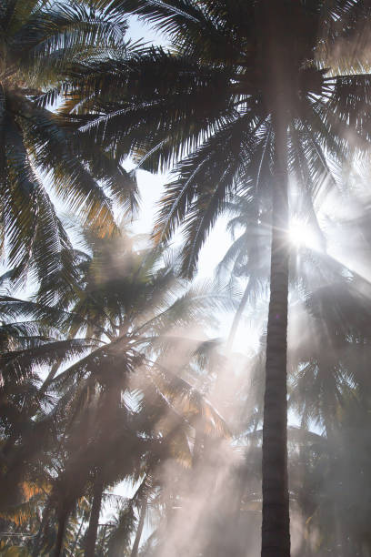 istock Coconut palm trees plantation in the morning mist. 1316064188