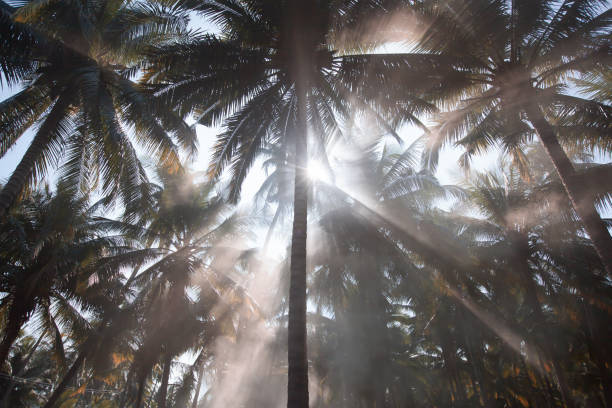 istock Coconut palm trees plantation in the morning mist. 1316064302