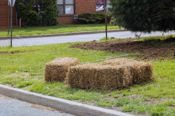 Landscaping gardener spreading straw mulch gardening housework of straw mulch covering