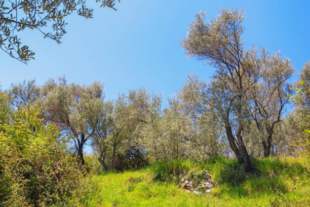 istock Grove of olive trees on sunny day 1316065913