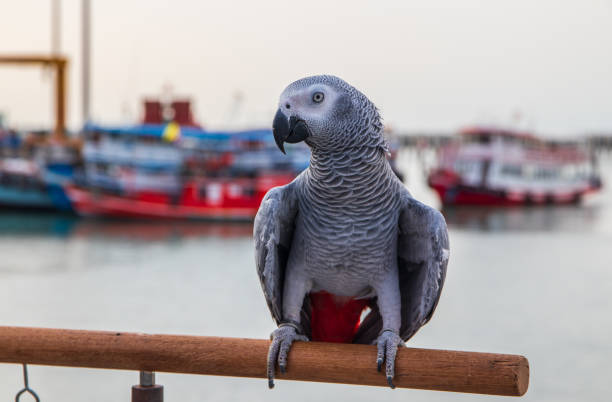 istock a beautiful African gray parrot at the pier 1316065923