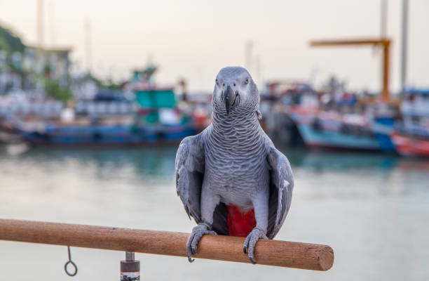 istock a beautiful African gray parrot at the pier 1316065930