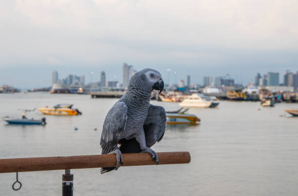 a beautiful African gray parrot at the pier