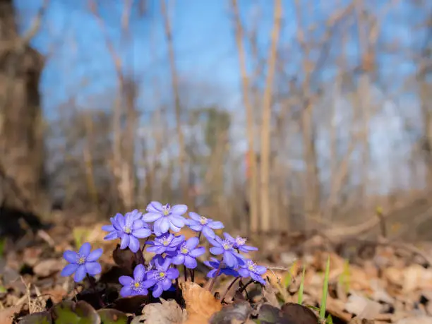 A group of kidneyworts (Hepatica nobilis) in a deciduous forest in springtime