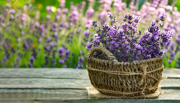 istock Fresh lavender on wooden table. Summer flower background. 1316067035