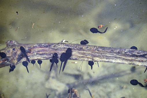 frog tadpole in a swamp detail