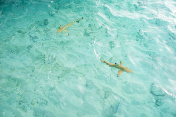 istock Shark near the shore, Maldives 1316073335