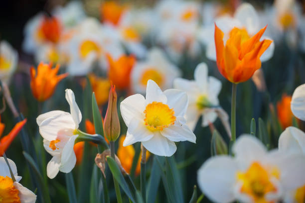 Closeup of tulips and daffodils on a field