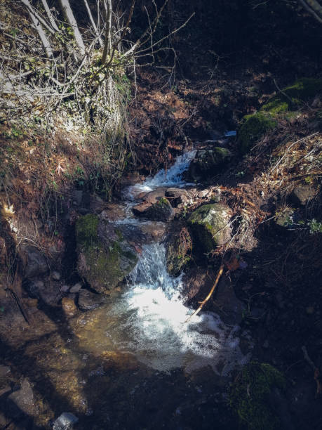 istock A small stream in the forest, among the trees. Special effect and dramatic color tones. Turkey İzmir Karagöl. 1316075252