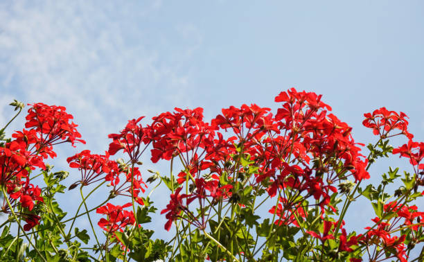 istock Pink red pelargonium flowers with clear sky background 1316075256