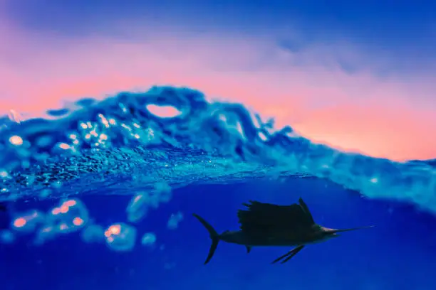 split shot of sailfish swimming at the Mexican Caribbean on a beautiful sunrise.