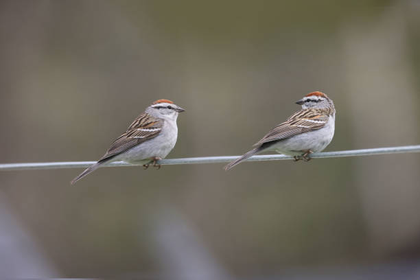 istock Chipping sparrow landed on birdfeeder or clothesline on beautiful spring day 1316076312