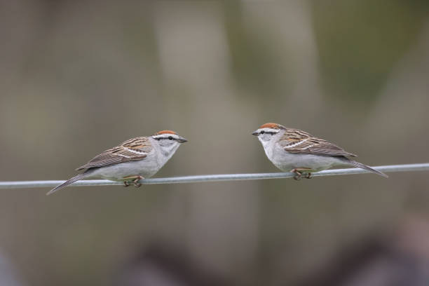 istock Chipping sparrow landed on birdfeeder or clothesline on beautiful spring day 1316076327