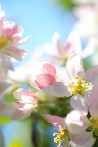 Apple blossoms over blurred nature background. Spring flowers. Spring Background