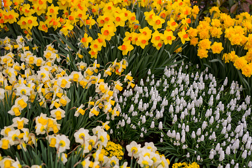 Closeup of fresh spring flowers