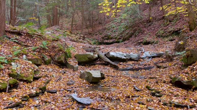 Flying Up a Forest Stream in Autumn