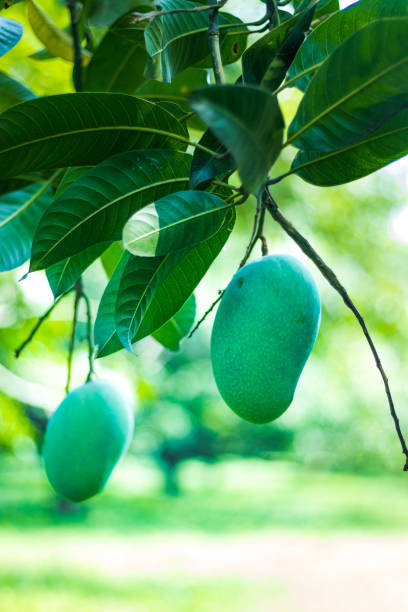 istock Green Mangoes in the mango Orchard 1316078622