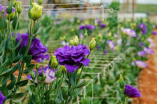 Beautiful and colorful eustoma flowers growing inside of greenhouse. Decorative plants cultivated in a big glasshouse. Close up, copy space.