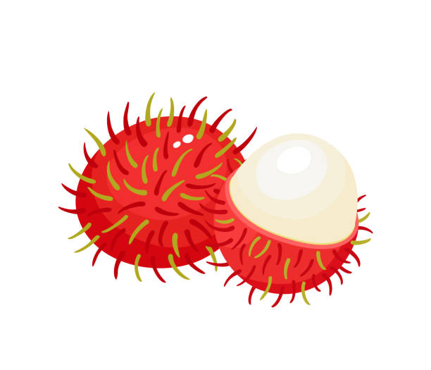 illustrazioni stock, clip art, cartoni animati e icone di tendenza di illustrazione vettoriale di rambutan di frutta esotica isolato su bianco. - rambutan