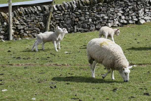 istock Cute lambs in the Peak District 1316084715