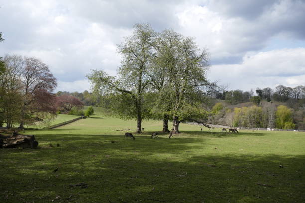 istock Rural landscape in the Peak District 1316084909