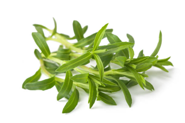 Summer Savory bunch Summer Savory bunch isolated on white background savory stock pictures, royalty-free photos & images