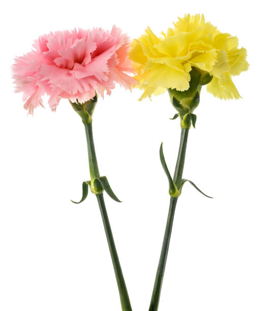 istock Pink and yellow carnations flowers 1316085188