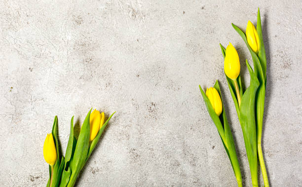 istock Fresh yellow tulip flowers on ultimate gray wall 1316085916