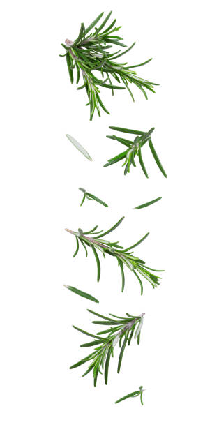 Flying fresh leaves and twigs of rosemary on white background stock photo